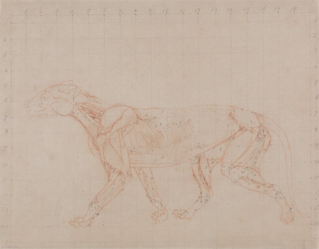 Srovnávací anatomická expozice struktury lidského těla s tygrem a ko ... od George Stubbs