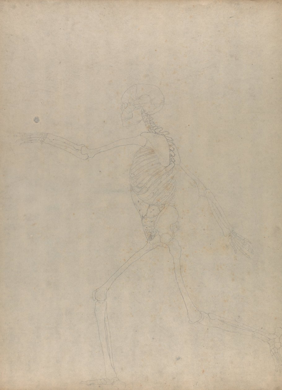 Srovnávací anatomická expozice struktury lidského těla s tygrem a ko ... od George Stubbs