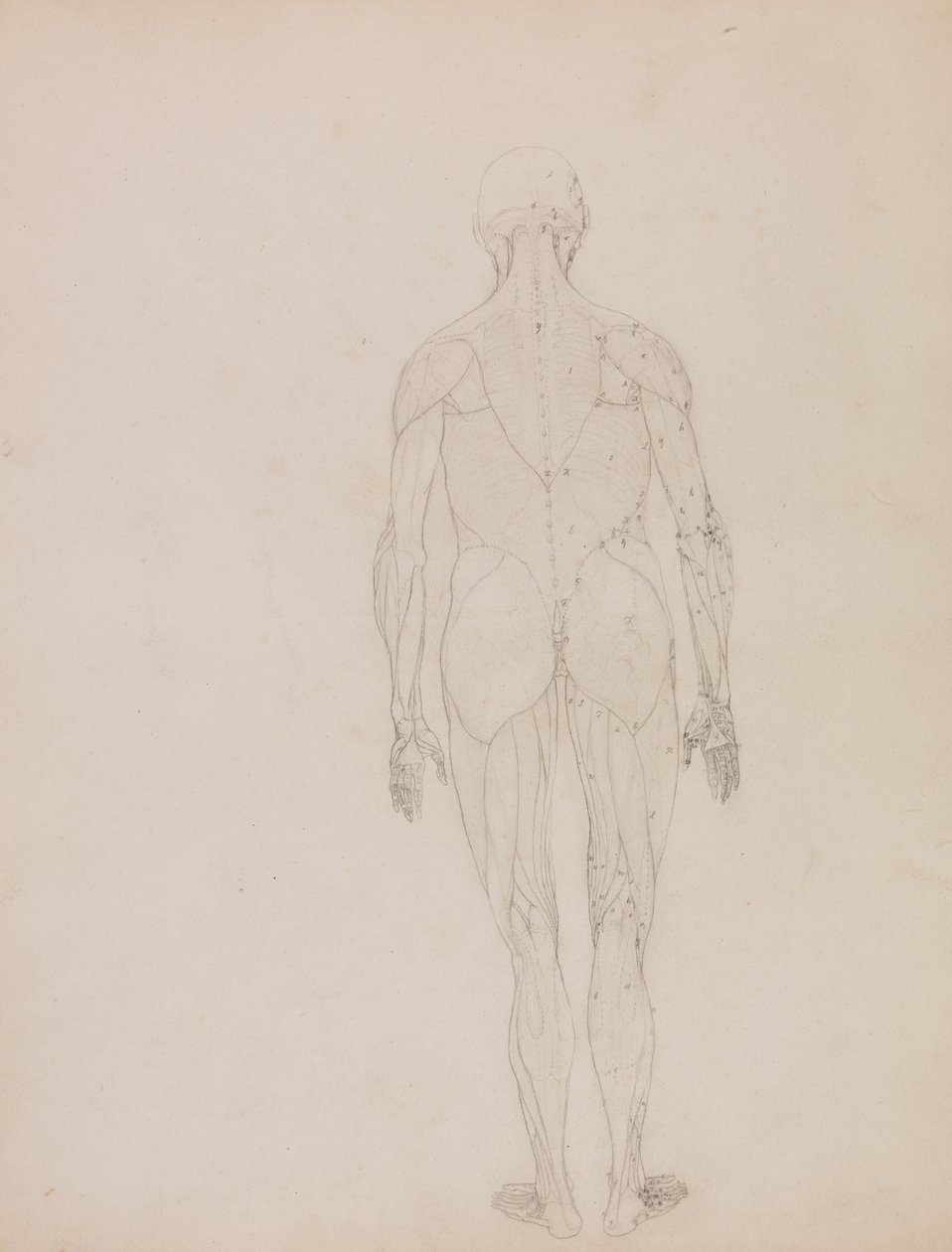 Srovnávací anatomická expozice struktury lidského těla s tygrem a ko ... od George Stubbs