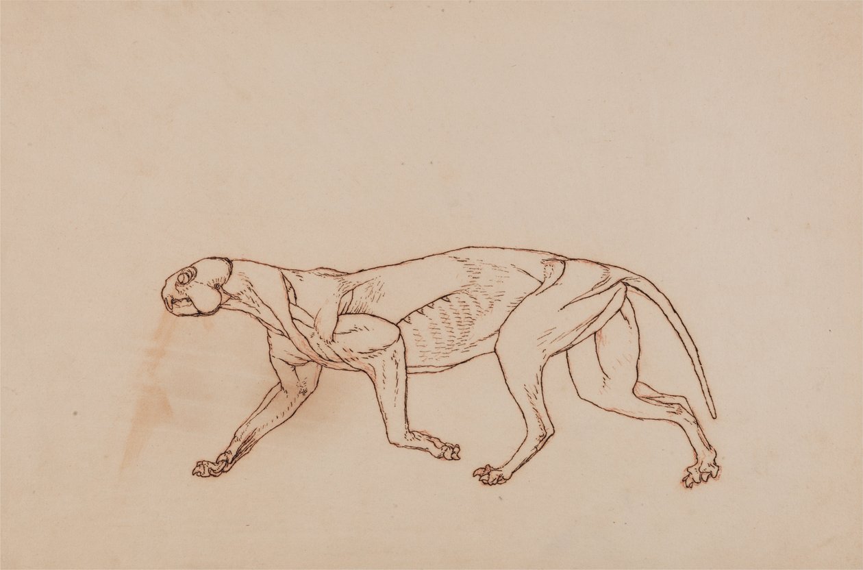 Srovnávací anatomická expozice struktury lidského těla s tygrem a ko ... od George Stubbs