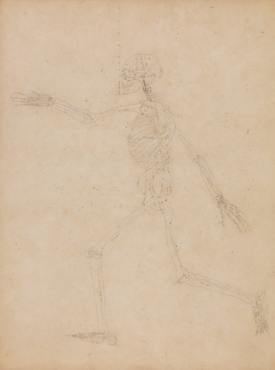 Srovnávací anatomický výklad stavby lidského těla s tělem tygra a mývala, který se... od George Stubbs