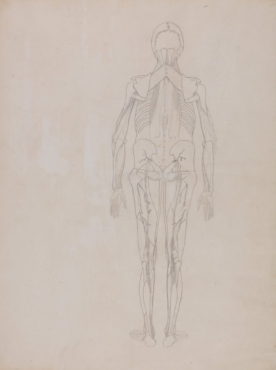 Srovnávací anatomická expozice struktury lidského těla s tygrem a ko ... od George Stubbs
