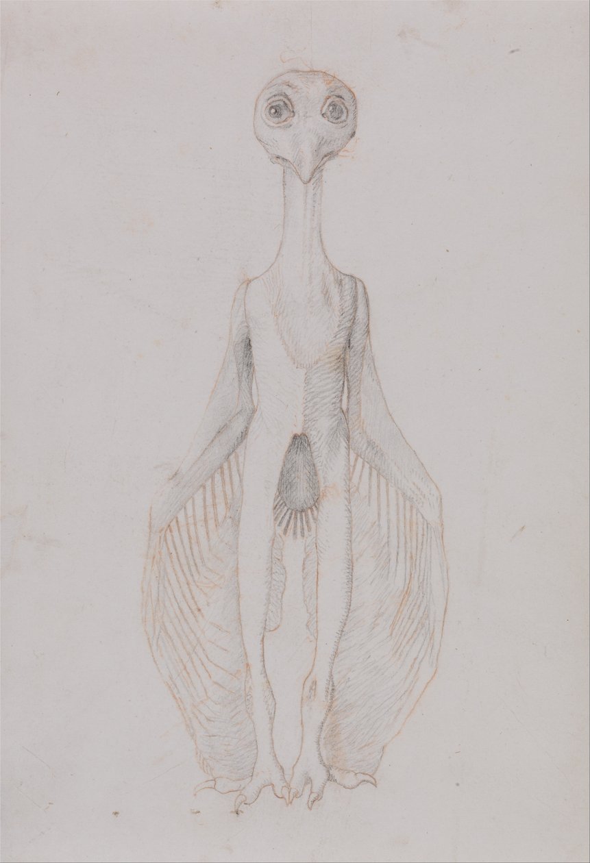 Srovnávací anatomická expozice struktury lidského těla s tygrem a ko ... od George Stubbs