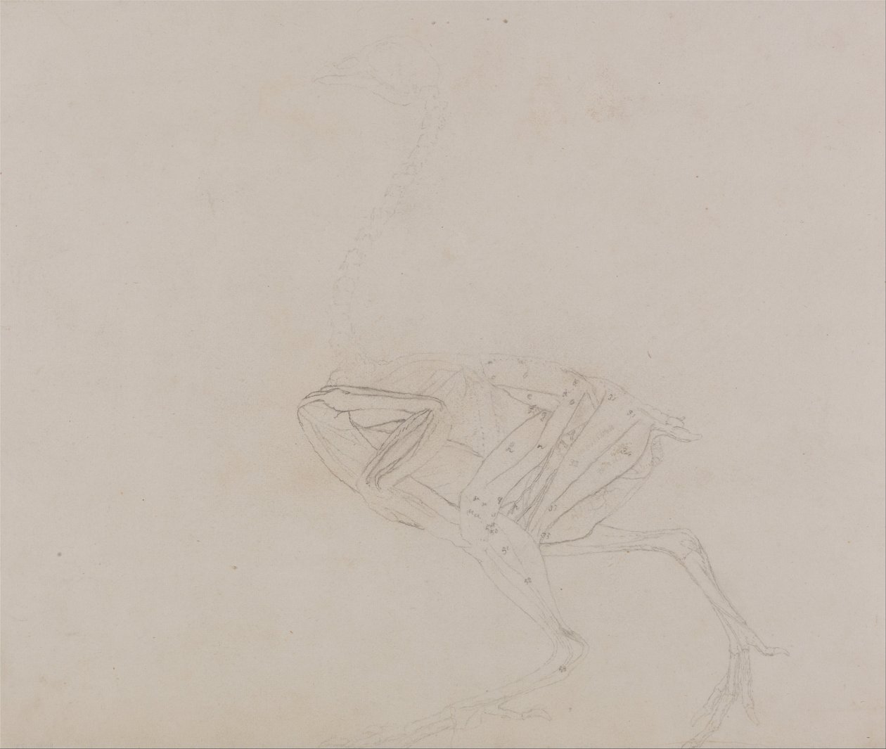 Srovnávací anatomická expozice struktury lidského těla s tygrem a ko ... od George Stubbs