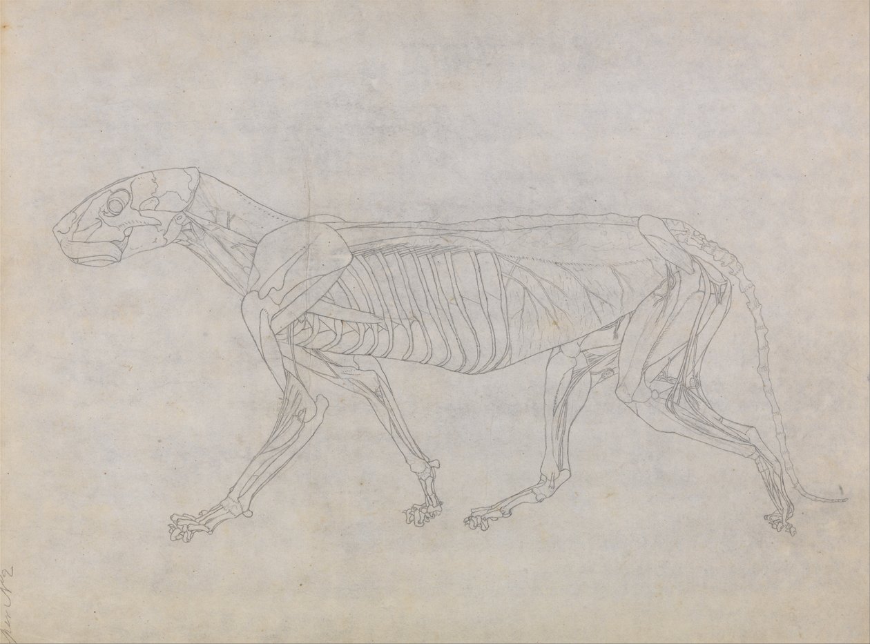 Srovnávací anatomická expozice struktury lidského těla s tygrem a ko ... od George Stubbs
