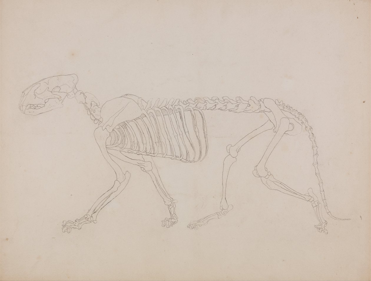 Srovnávací anatomická expozice struktury lidského těla s tygrem a ko ... od George Stubbs