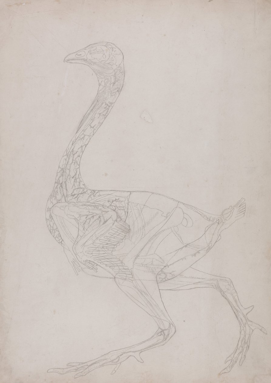 Srovnávací anatomická expozice struktury lidského těla s tygrem a ko ... od George Stubbs