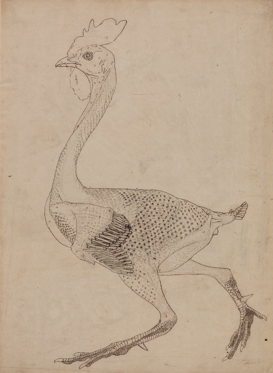 Srovnávací anatomická expozice struktury lidského těla s tygrem a ko ... od George Stubbs