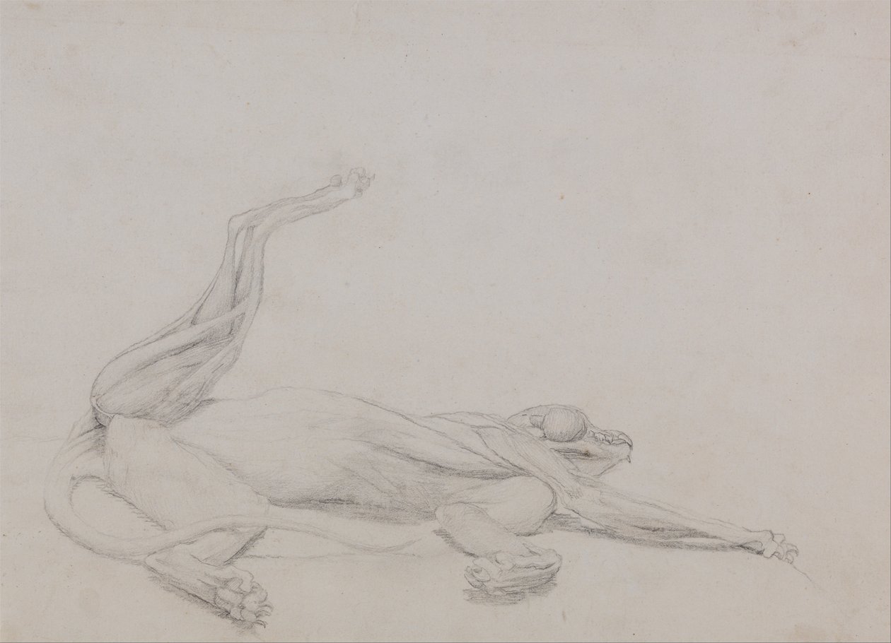 Srovnávací anatomická expozice struktury lidského těla s tygrem a ko ... od George Stubbs