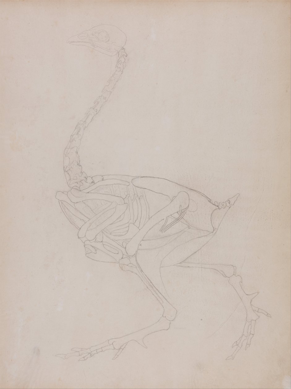 Srovnávací anatomická expozice struktury lidského těla s tygrem a ko ... od George Stubbs