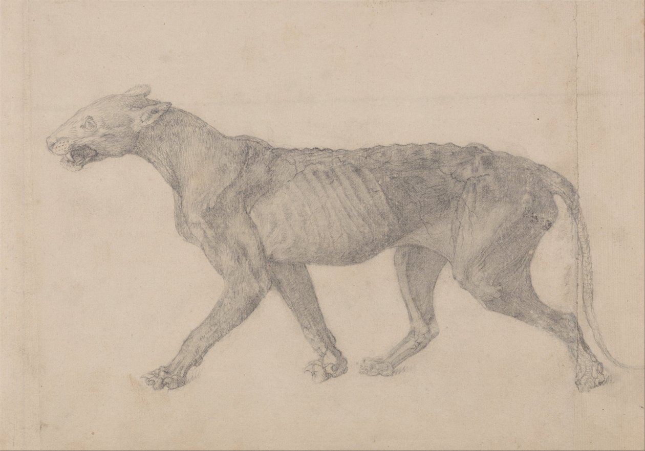 Srovnávací anatomická expozice struktury lidského těla s tygrem a ko ... od George Stubbs