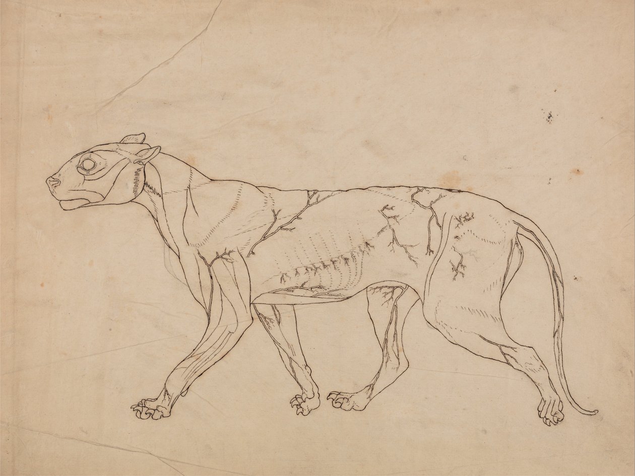 Srovnávací anatomická expozice struktury lidského těla s tygrem a ko ... od George Stubbs