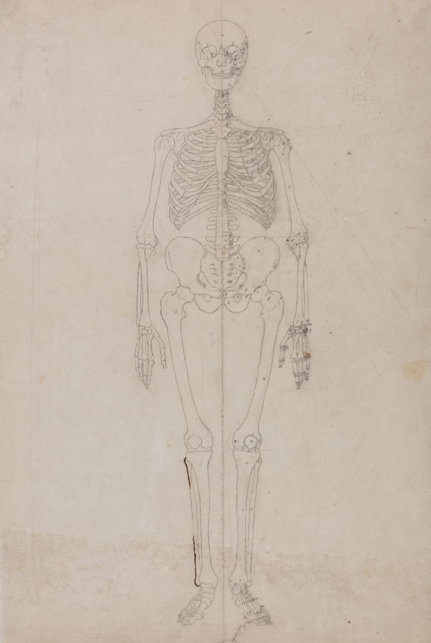 Srovnávací anatomická expozice struktury lidského těla s tygrem a ko ... od George Stubbs