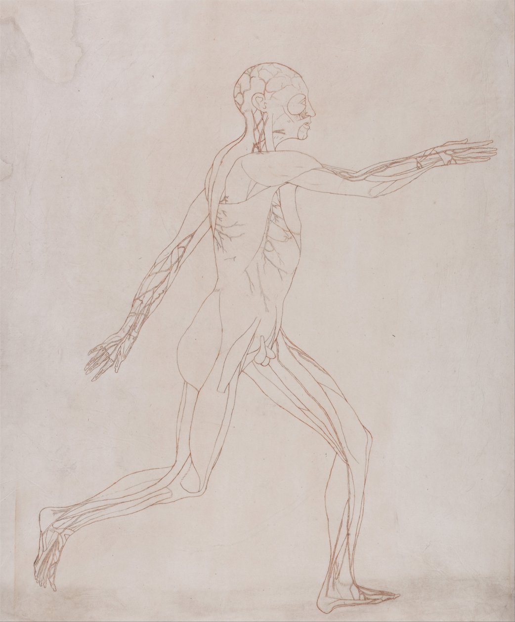 Srovnávací anatomický výklad stavby lidského těla s tělem tygra a mývala, který se... od George Stubbs