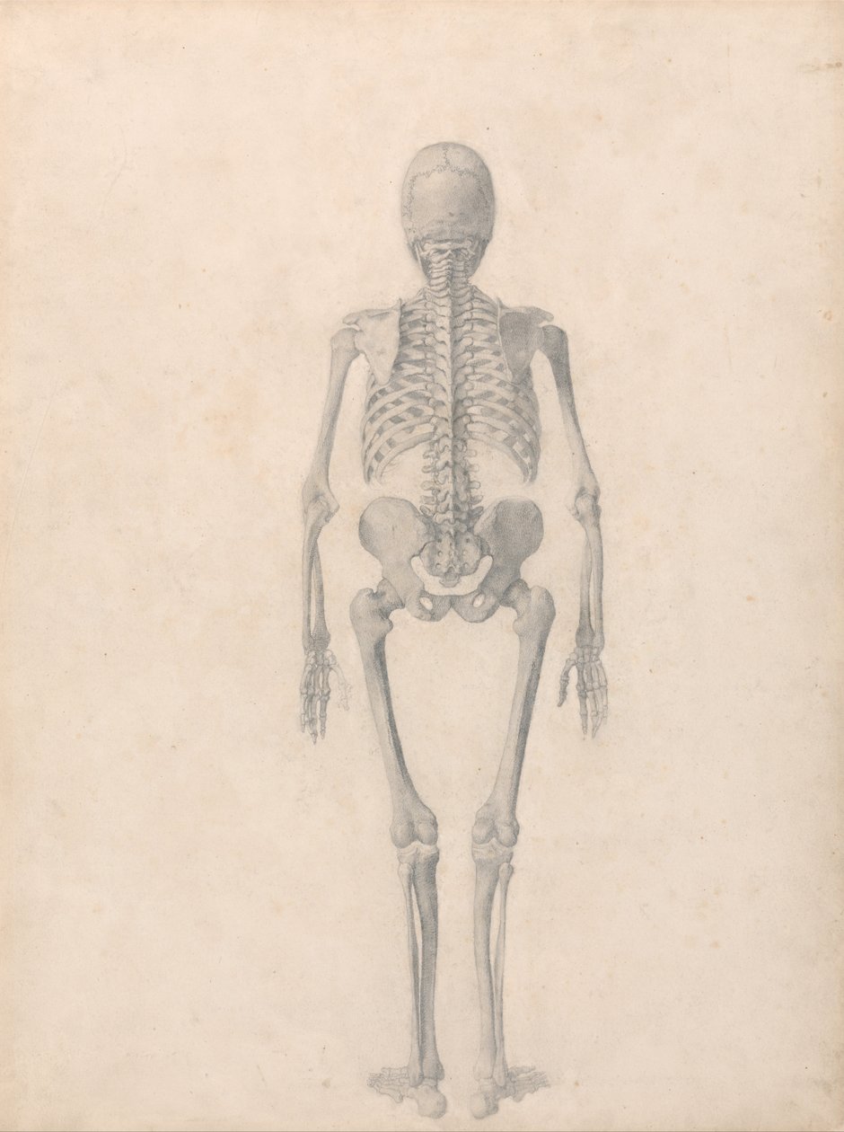 Srovnávací anatomická expozice struktury lidského těla s tygrem a ko ... od George Stubbs