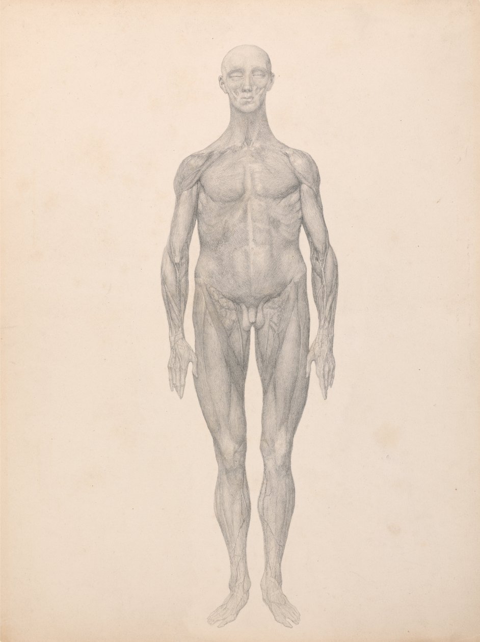 Srovnávací anatomická expozice struktury lidského těla s tygrem a ko ... od George Stubbs