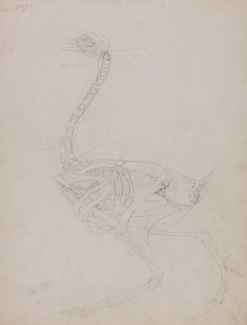 Srovnávací anatomická expozice struktury lidského těla s tygrem a ko ... od George Stubbs