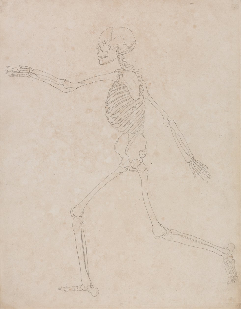 Srovnávací anatomická expozice struktury lidského těla s tygrem a ko ... od George Stubbs