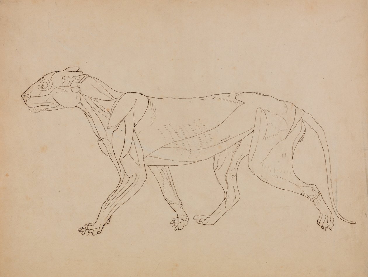 Srovnávací anatomická expozice struktury lidského těla s tygrem a ko ... od George Stubbs