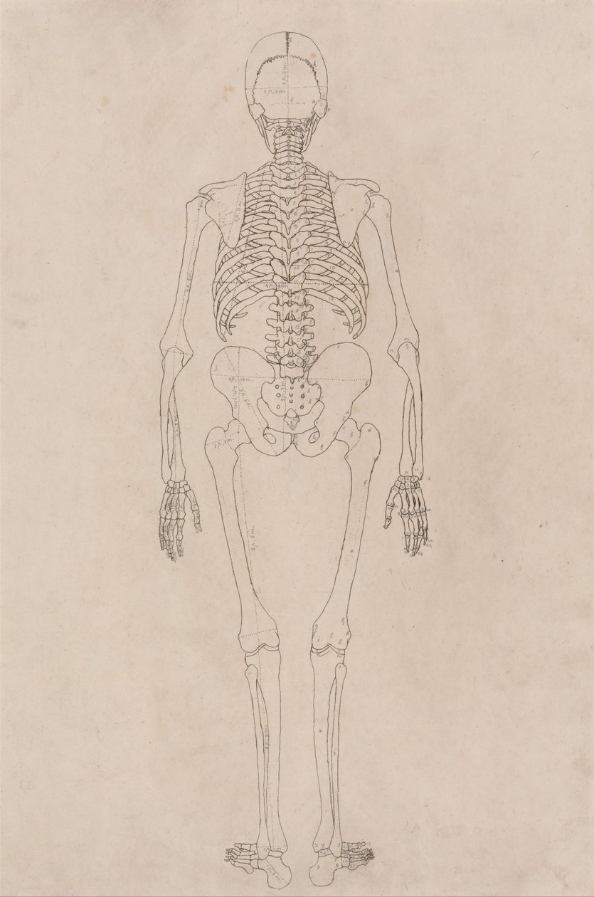 Srovnávací anatomická expozice struktury lidského těla s tygrem a ko ... od George Stubbs