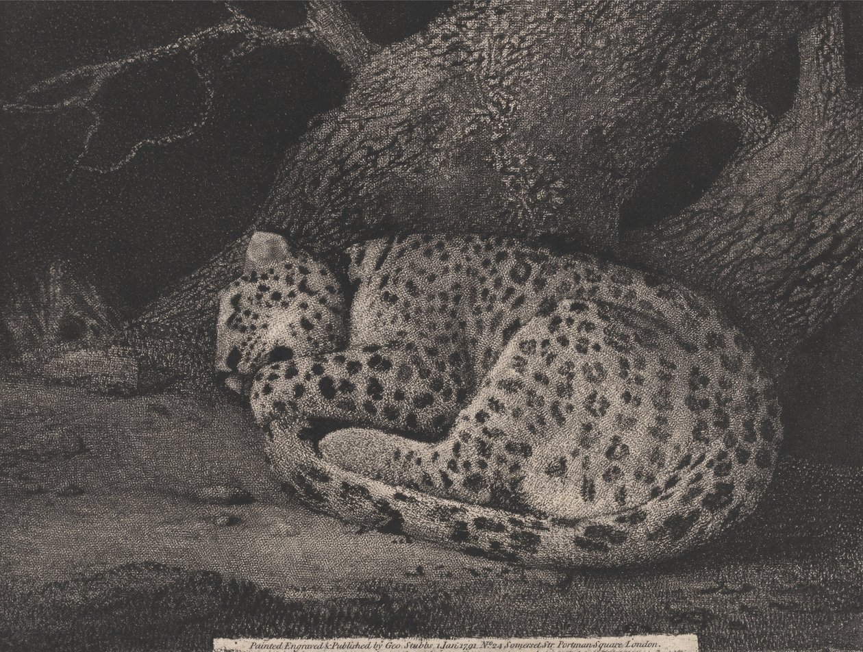 Spící leopard od George Stubbs