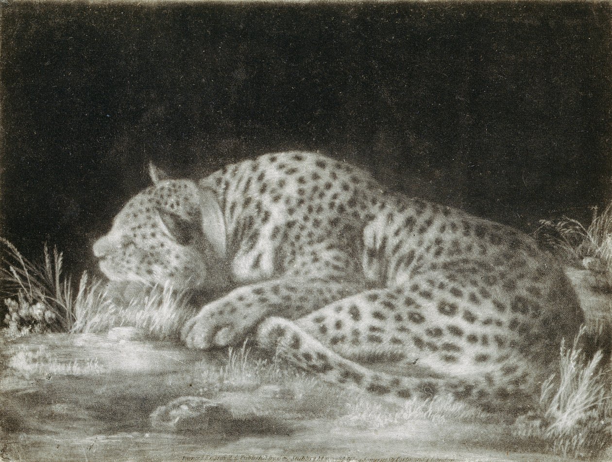 A Tyger (Spící gepard) (mezzotinta) od George Stubbs