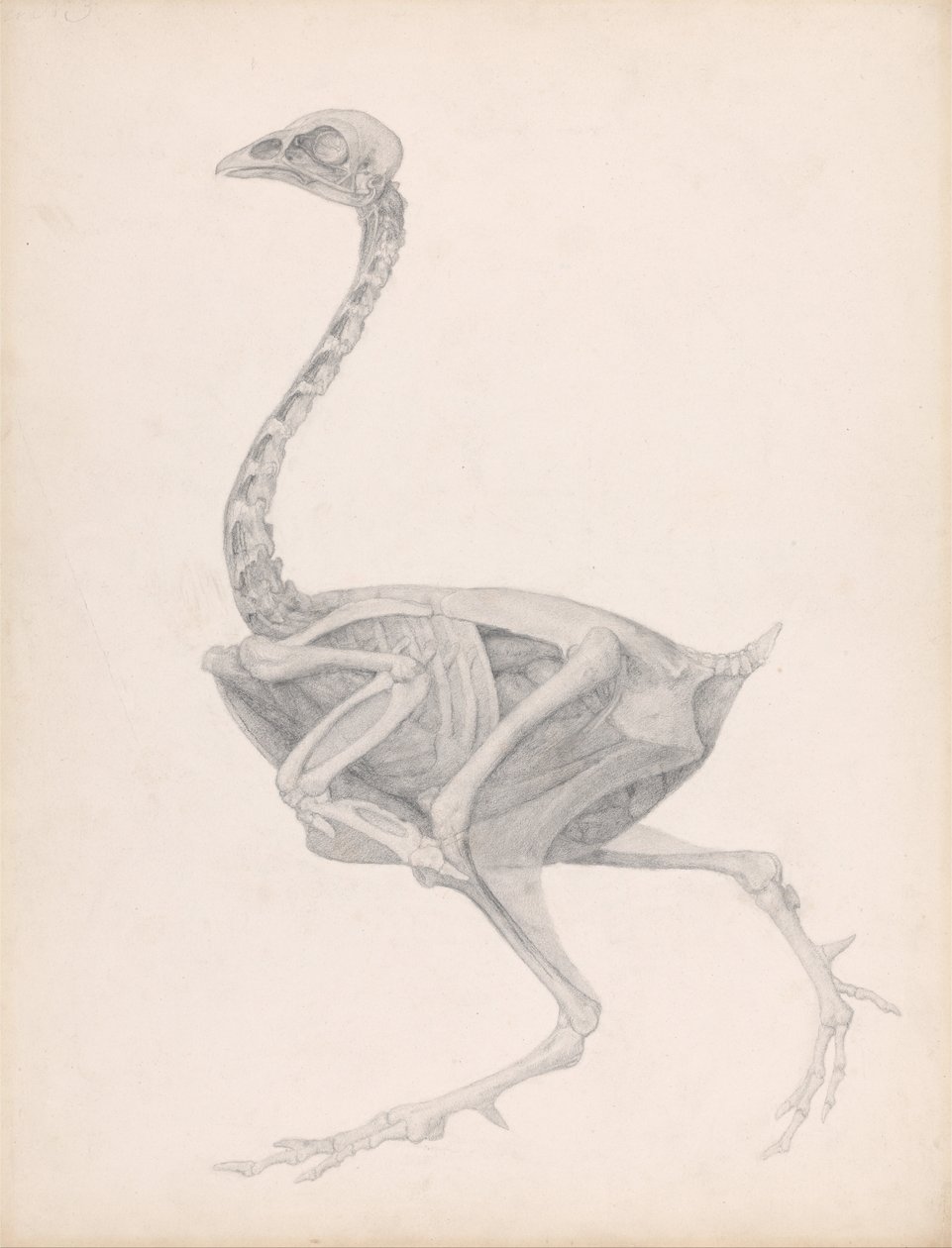 Srovnávací anatomická expozice struktury lidského těla pštrosa od George Stubbs