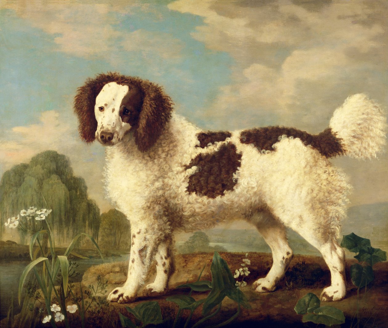 Hnědobílý Norfolk nebo vodní španěl, 1778 od George Stubbs