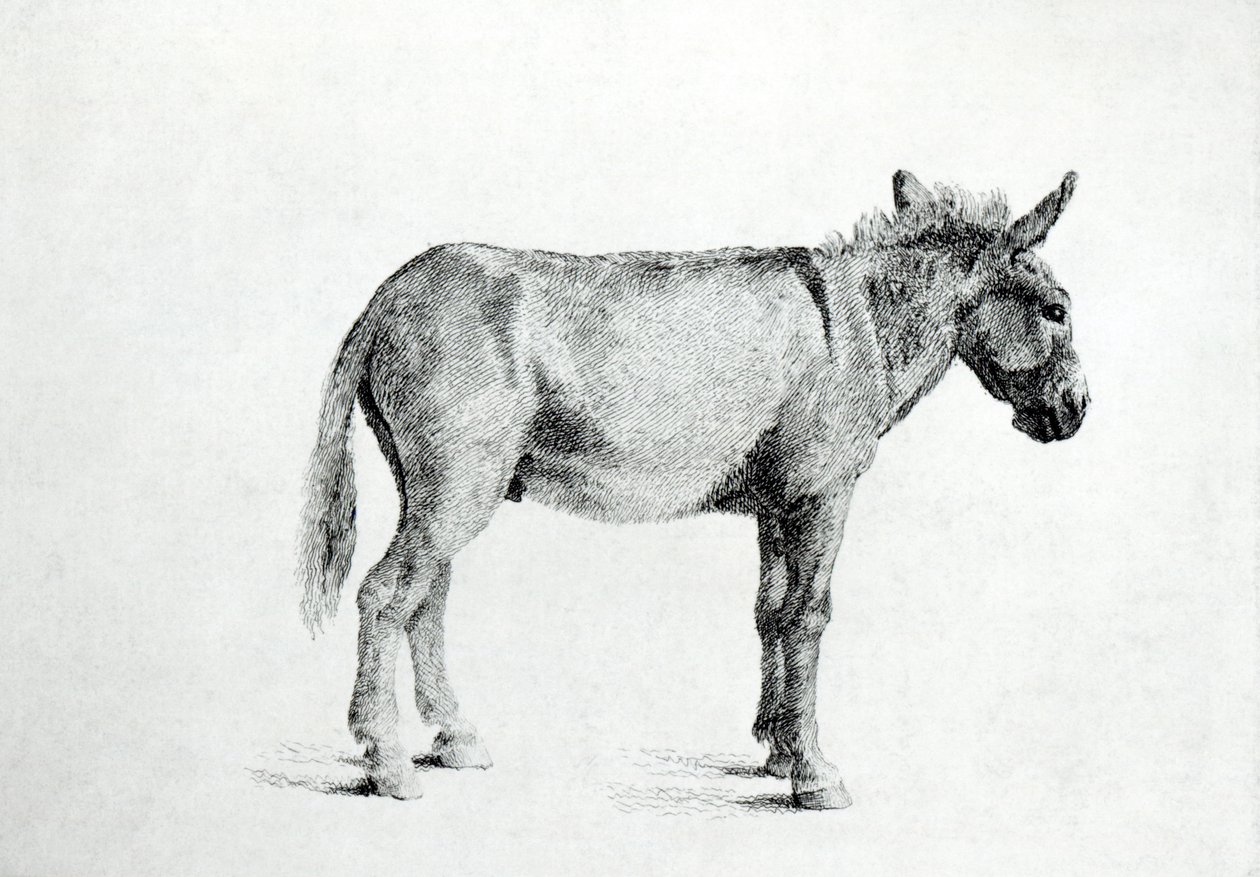 Donkey 1766 (pero a inkoust na papíře) od George Stubbs