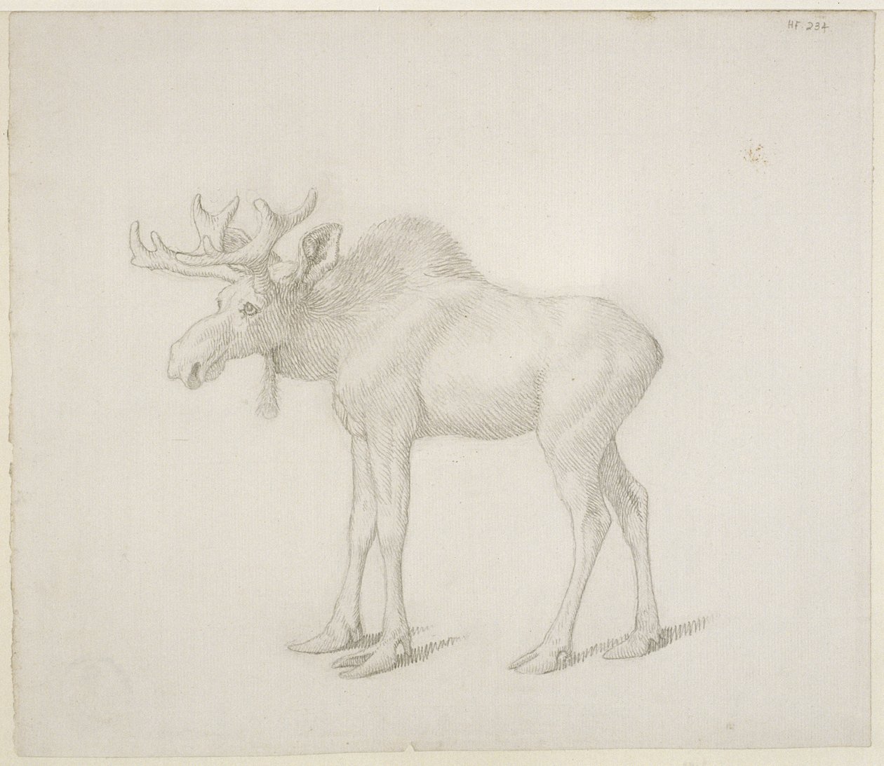 Kresba druhého býka Moose vévody z Richmondu od George Stubbs