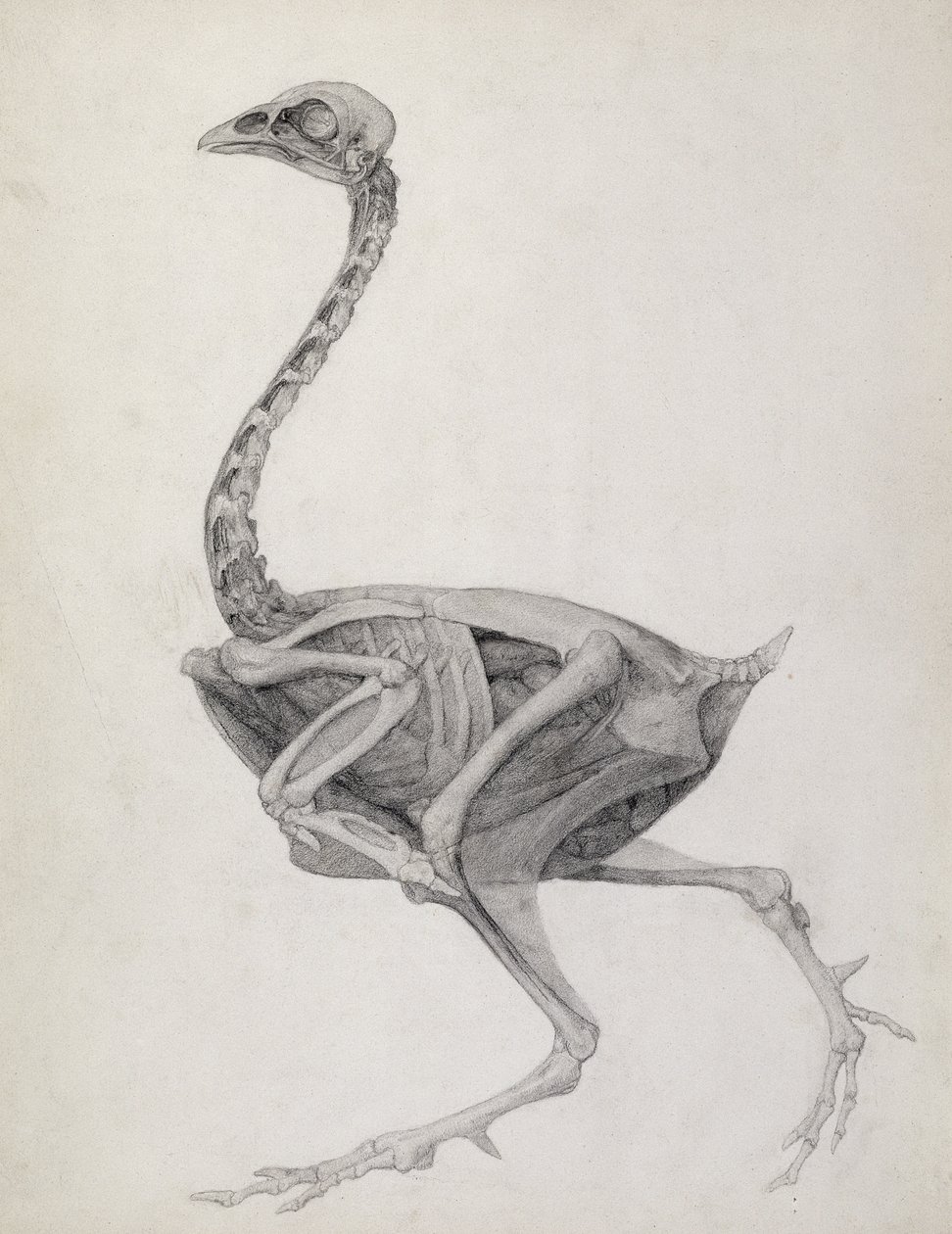 Fowl: Lateral View, Deeply Disecting, ze série „Srovnávací anatomická expozice stavby lidského těla s tygrem a drůbeží obyčejnou (grafit na papíře) od George Stubbs
