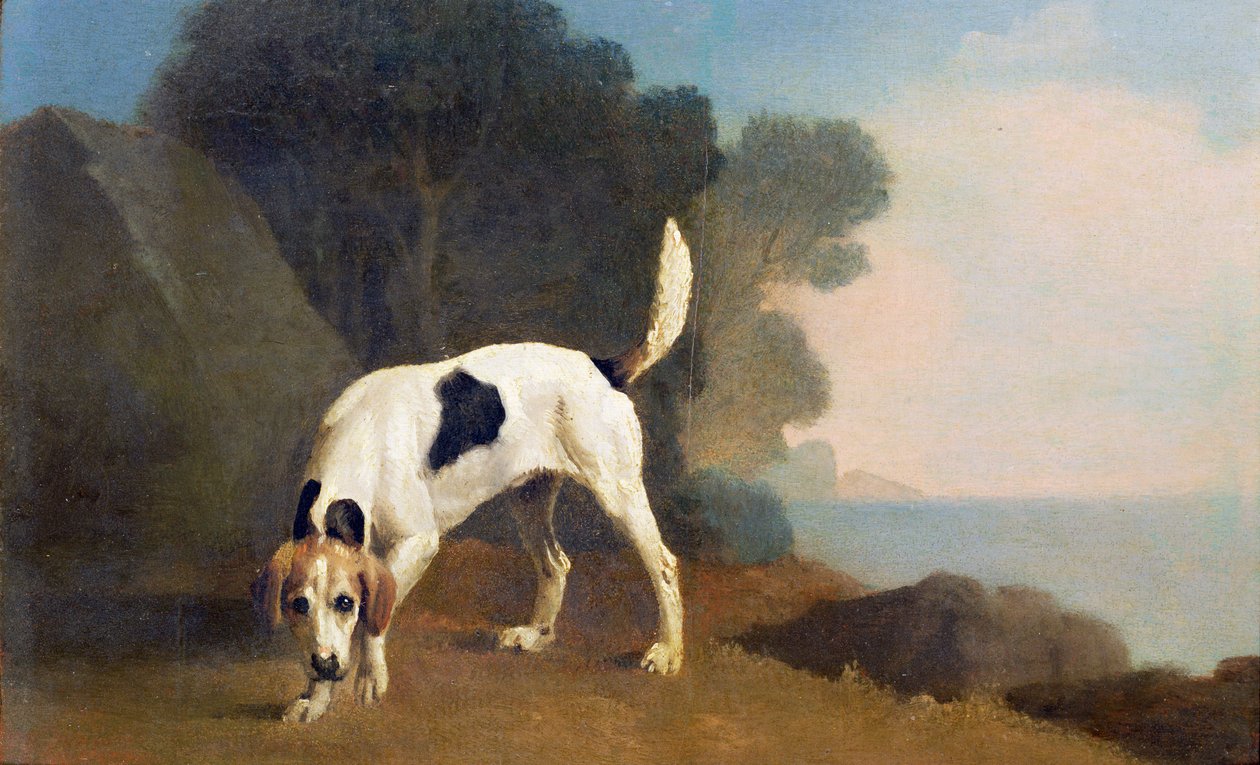 Foxhound on the Scent, cca 1760 (olej na papíře položeném na desce) od George Stubbs
