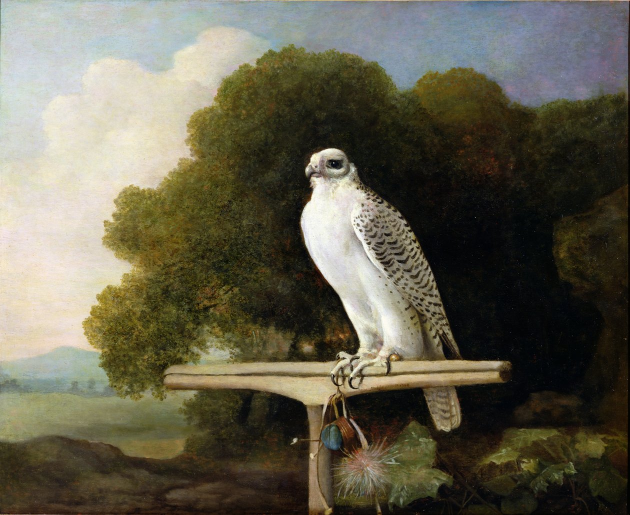 Grónský sokol (Grey Falcon), 1780 od George Stubbs