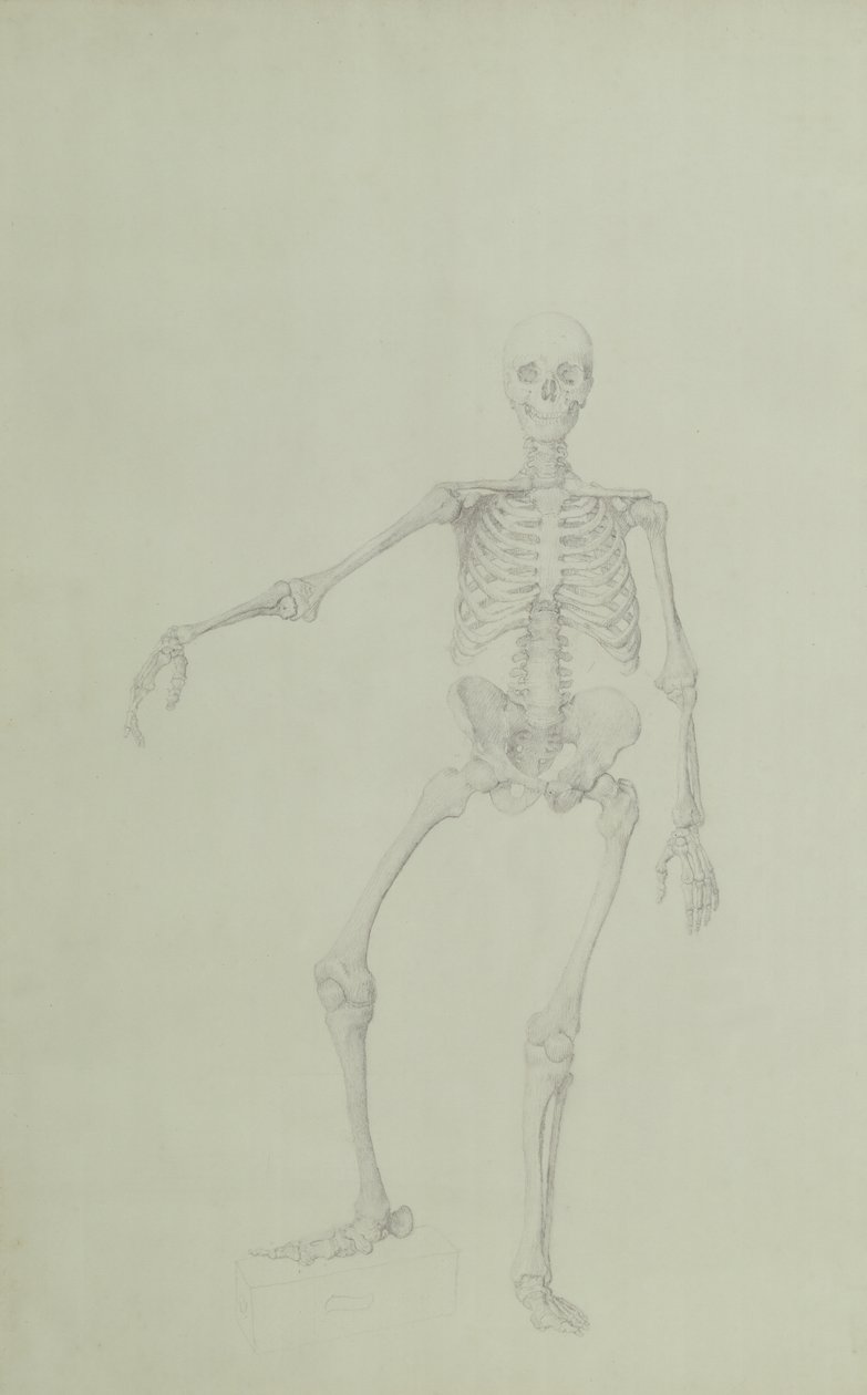 Lidská kostra, pohled zepředu, pravá paže natažená, ilustrace z „Srovnávací anatomické expozice struktury lidského těla s tygrem a slepicí obecnou“, 1795-1806 (gra od George Stubbs