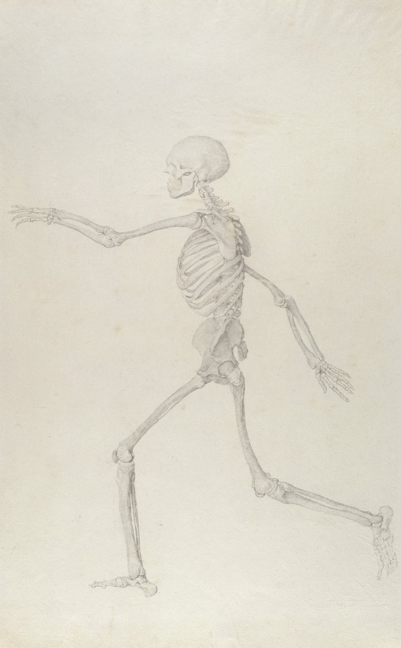 Lidská kostra, boční pohled zleva, běh, ilustrace z „Srovnávací anatomické expozice struktury lidského těla s tygrem a slepicí obecnou“, 1795-1806 ( od George Stubbs