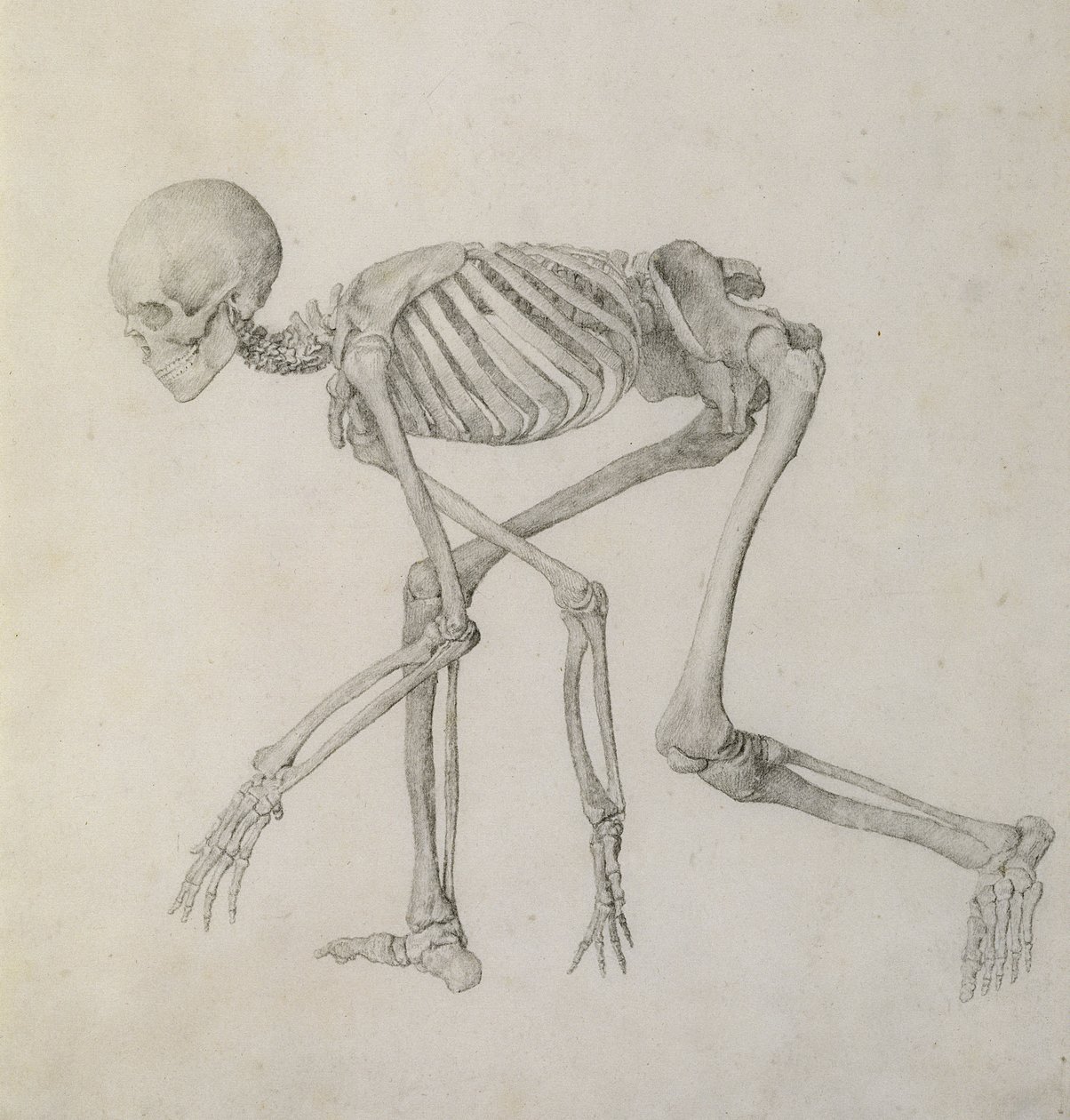 Lidská kostra: Boční pohled ve skrčené pozici, ze série „Srovnávací anatomická expozice stavby lidského těla s tygrem a drůbeží“ (grafit na papíře) od George Stubbs