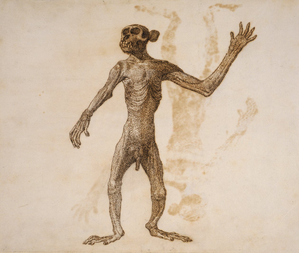 Stojící opice, přední pohled (pero a tuš na papíře) od George Stubbs