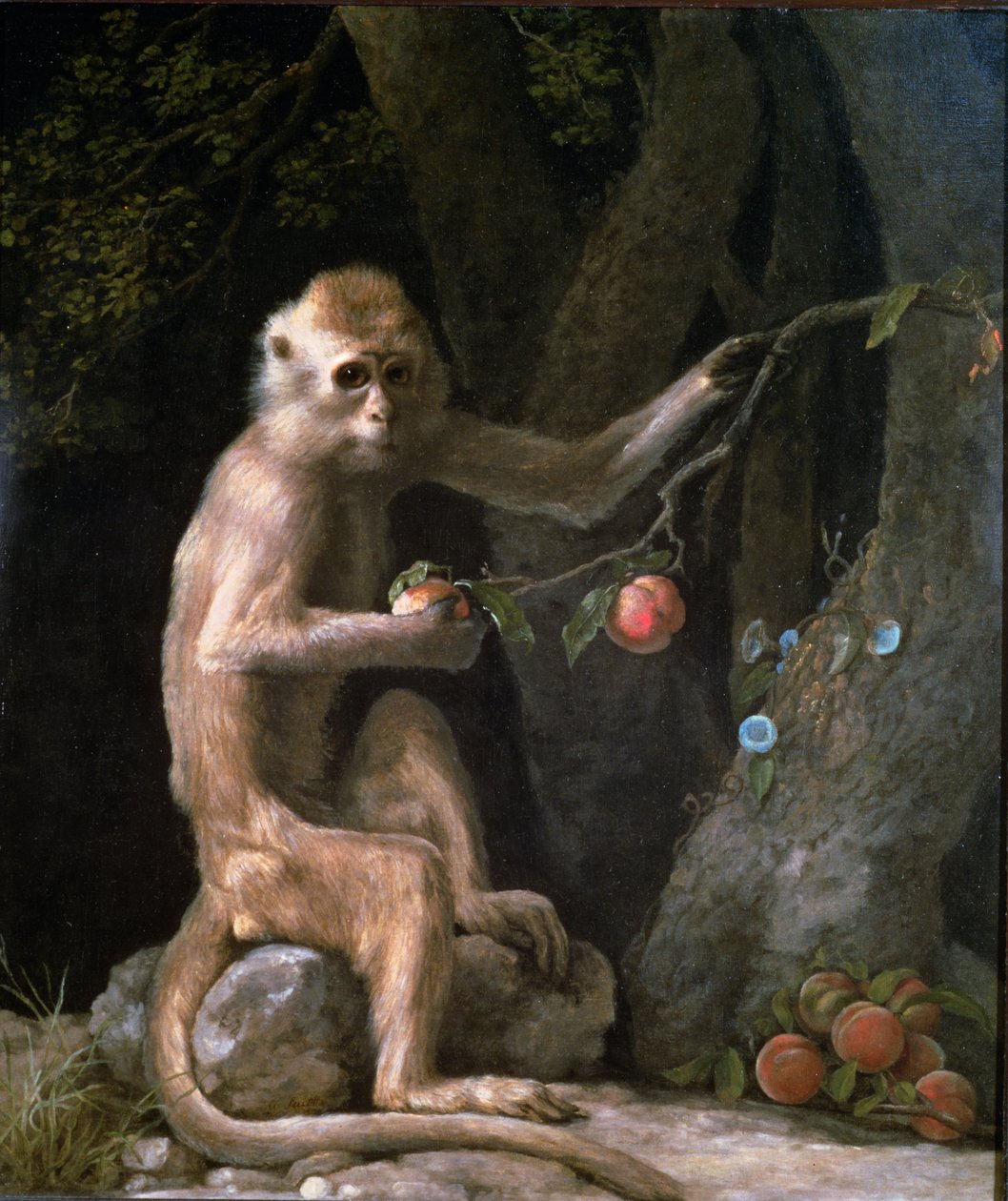 Portrét opice z roku 1774 od George Stubbs