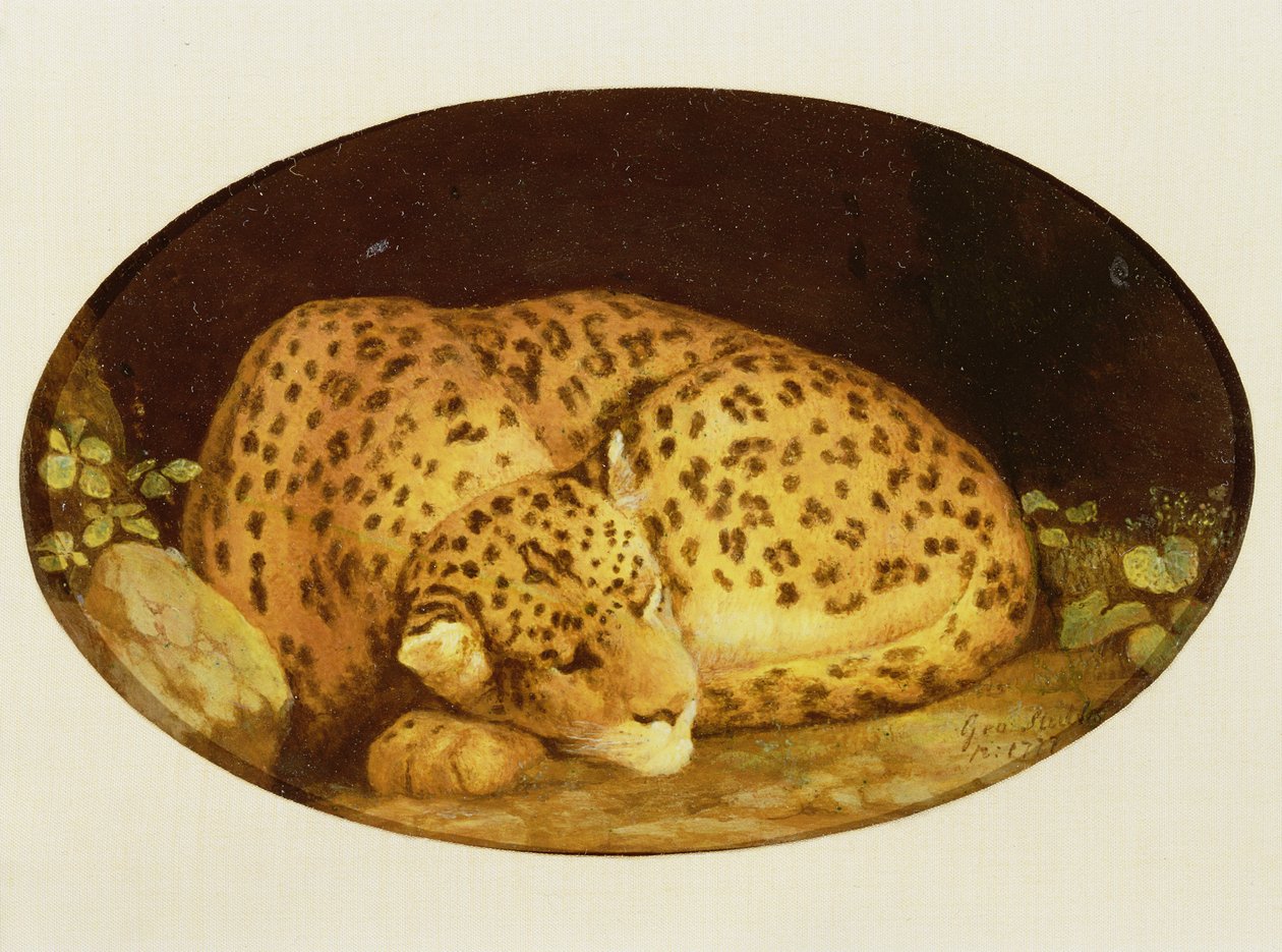 Spící leopard, 1777 (smalt na sucharské hliněné nádobě Wedgwood) od George Stubbs