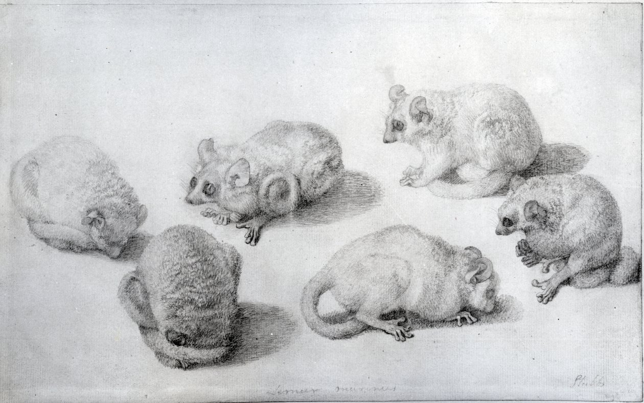 Studie lemura, 1773 (grafit na papíře) od George Stubbs