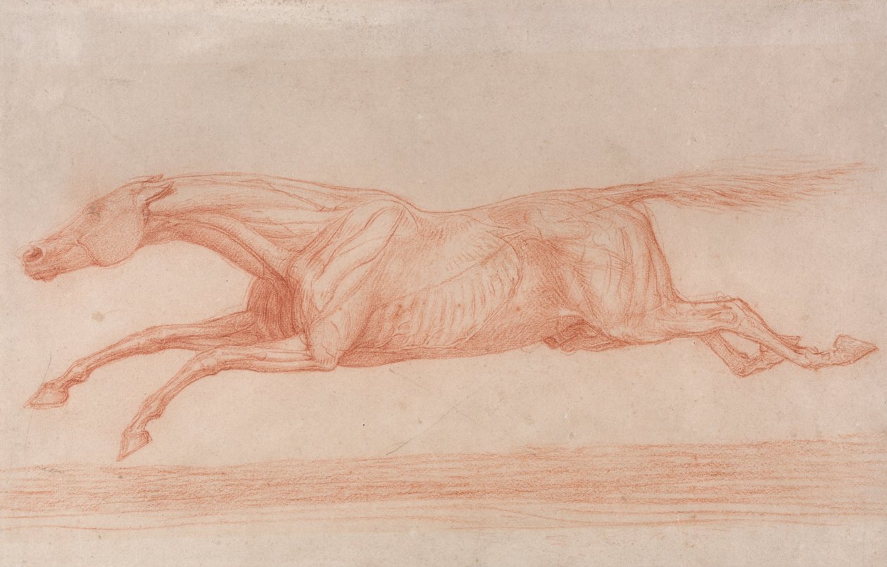 Studium dostihového koně v akci- tryskem doleva, poloanatomická studie s kůží natřenou na střílení ... od George Stubbs