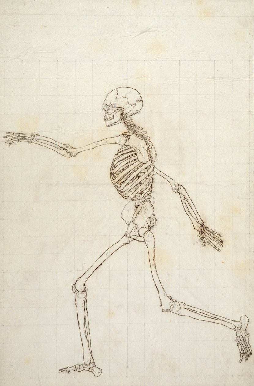 Studie lidské postavy, boční pohled, z „Srovnávací anatomické expozice struktury lidského těla s tygrem a slepicí“, 1795-1806 (pero a inkoust a grafit na d. od George Stubbs