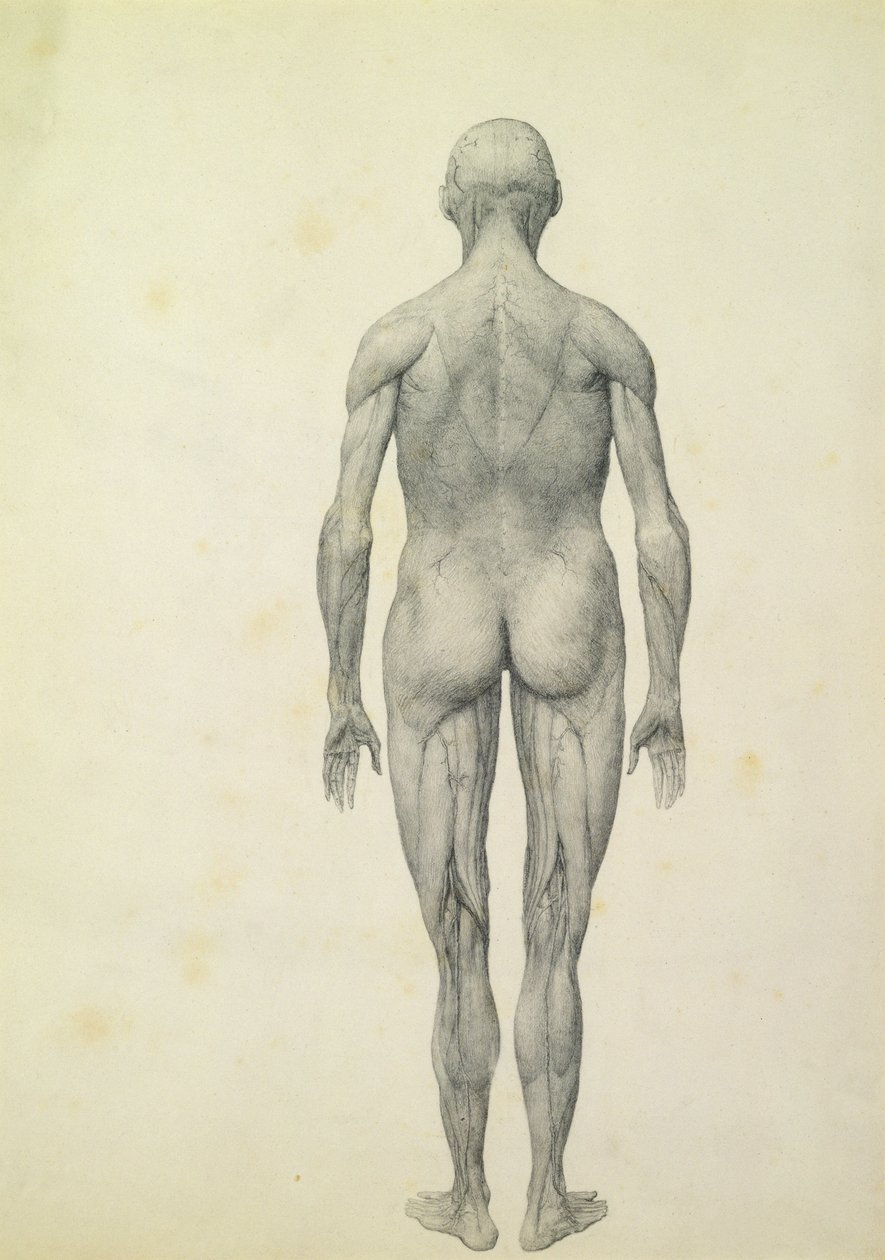 Lidská postava, pohled zepředu, ze série „Srovnávací anatomická expozice stavby lidského těla se strukturou tygra a drůbeže“, 1795-1806 (grafit na papíře) od George Stubbs
