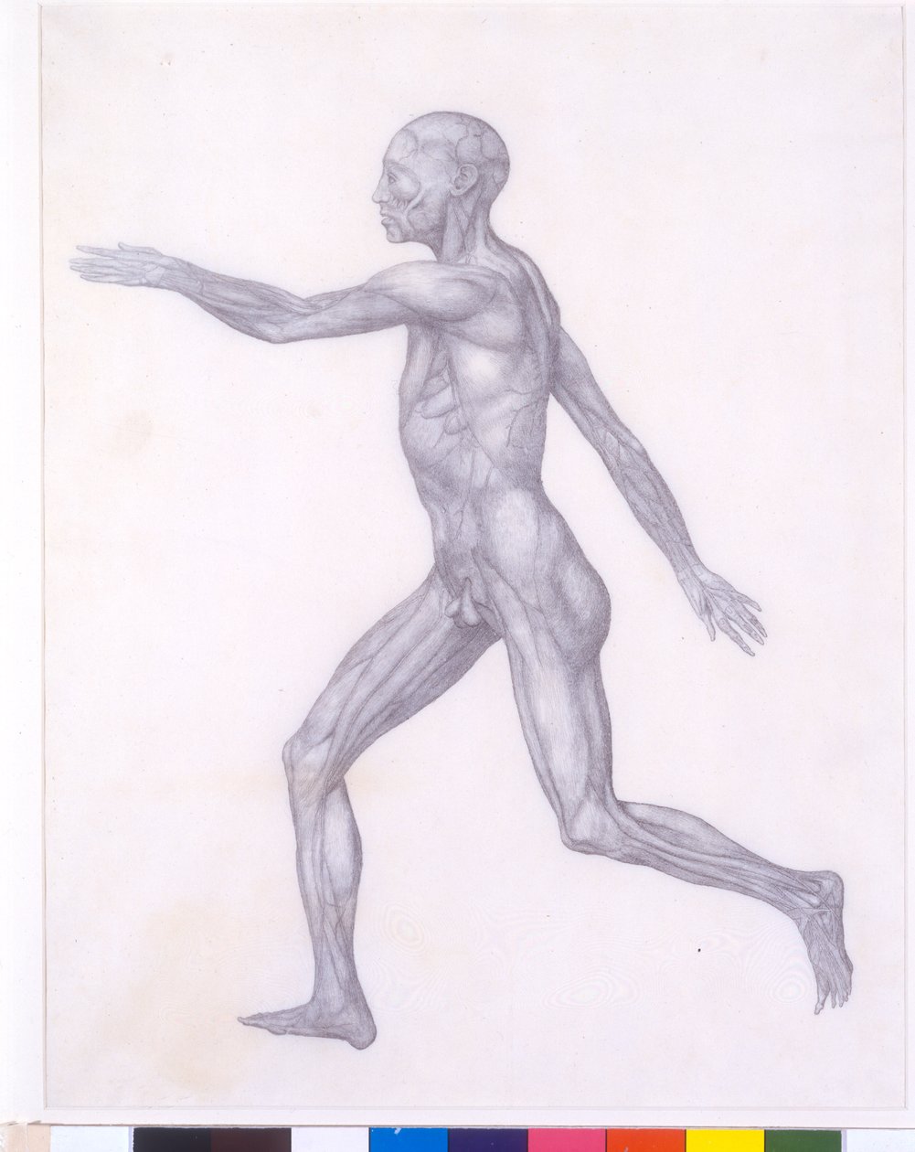 Lidská postava, boční pohled, ze série „Srovnávací anatomická expozice stavby lidského těla se strukturou tygra a slepice obecné, 1795-1806 (grafit na papíře) od George Stubbs