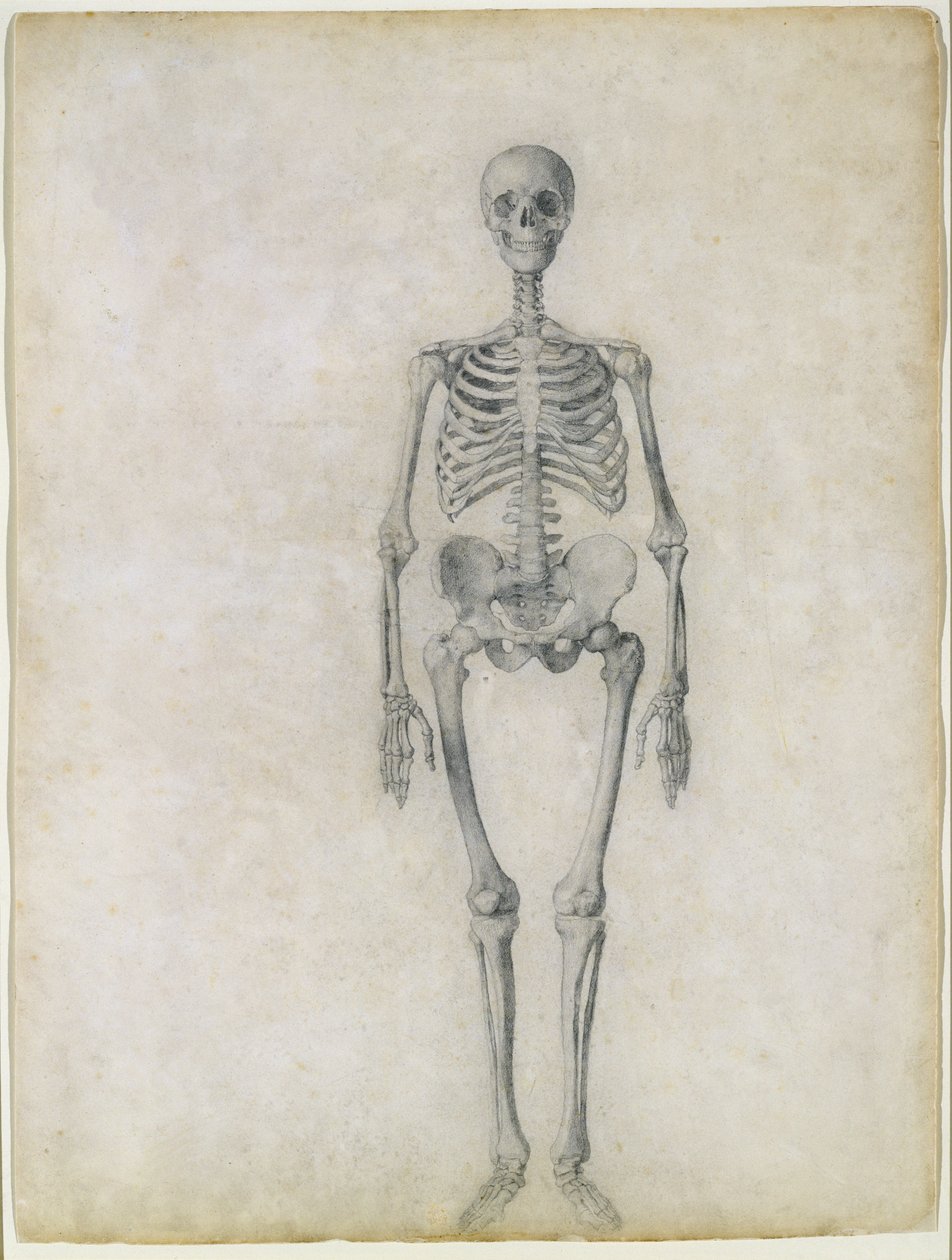 Lidská kostra, pohled zepředu, ze série „Srovnávací anatomická expozice stavby lidského těla se strukturou tygra a drůbeže“, 1795-1806 (grafit na papíře) od George Stubbs