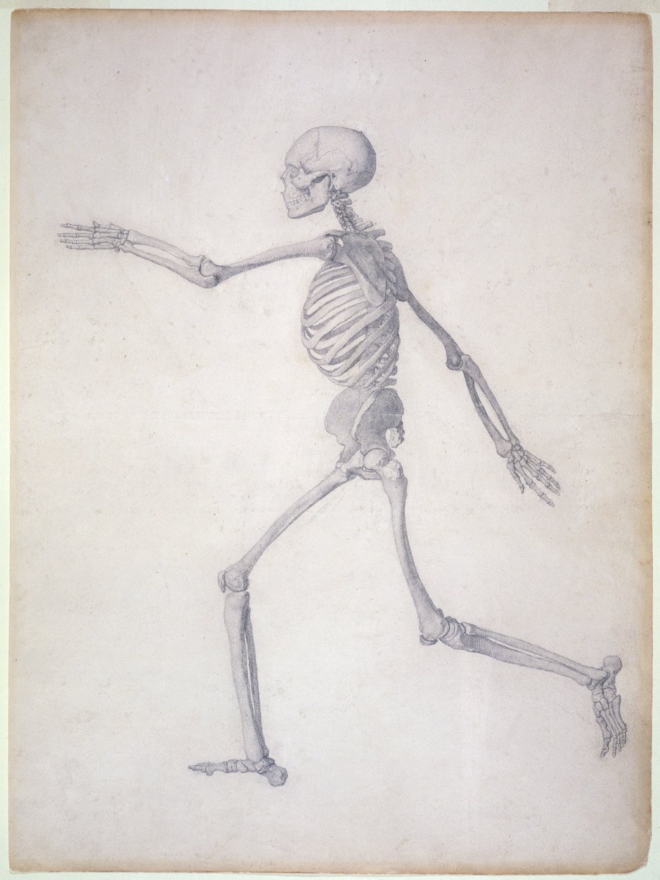 Lidská kostra, boční pohled, ze série „Srovnávací anatomická expozice stavby lidského těla se strukturou tygra a slepice obecné, 1795-1806 (grafit na papíře) od George Stubbs