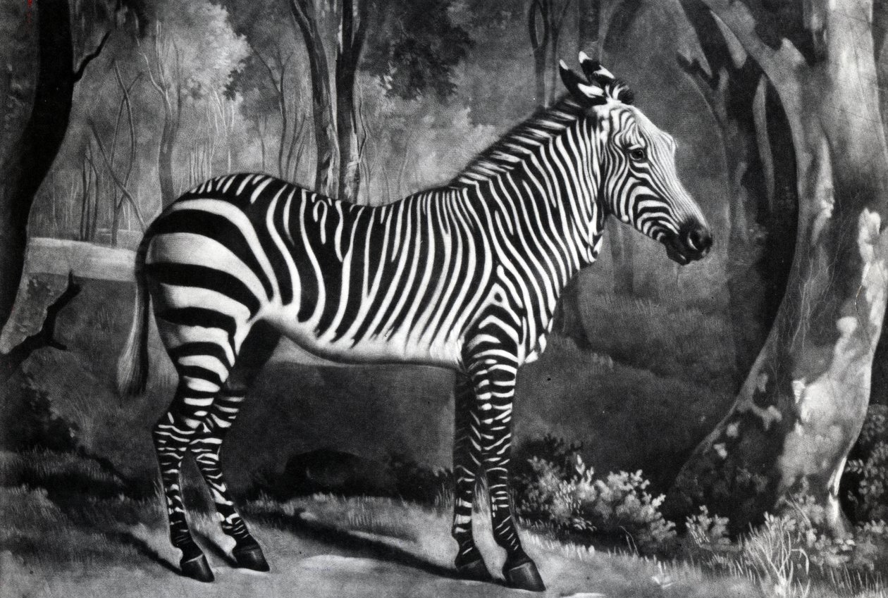 Sebra, nebo Divoký zadek, vyrytý George Townley Stubbs, 1771 (mezzotinta) od George Stubbs