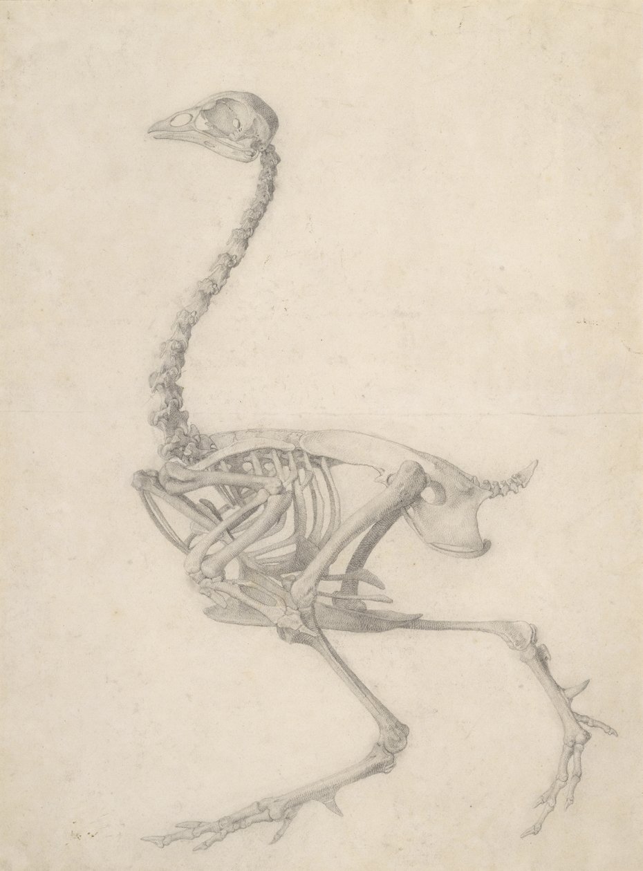 Kostra drůbeže, ze série „Srovnávací anatomická expozice stavby lidského těla s tygrem a drůbeží“, 1795-1806 (grafit na papíře) od George Stubbs
