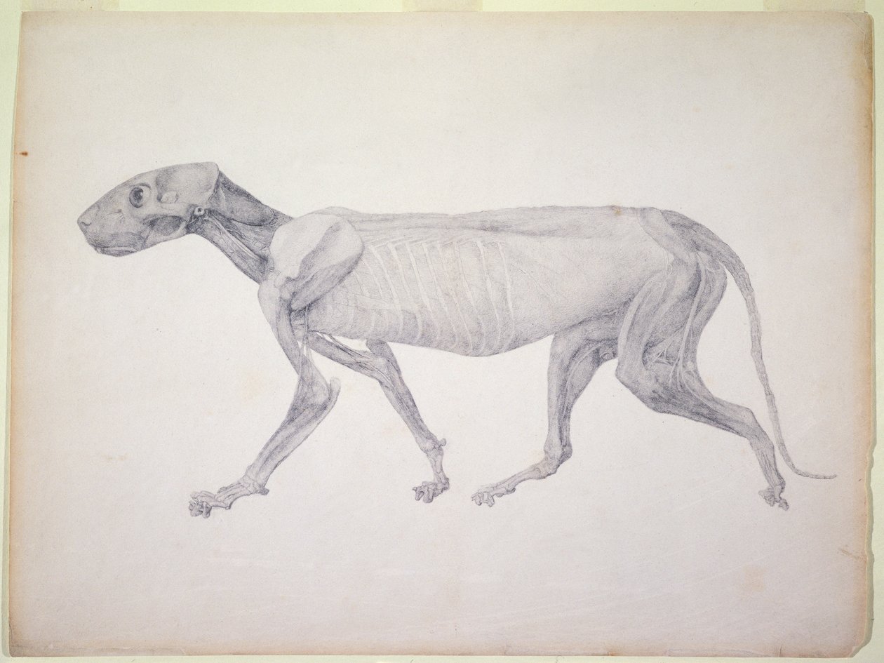 Tygr: Laterální pohled, částečně rozřezaný, ze série „Srovnávací anatomická expozice stavby lidského těla s tygrem a drůbeží“ (grafit na papíře) od George Stubbs