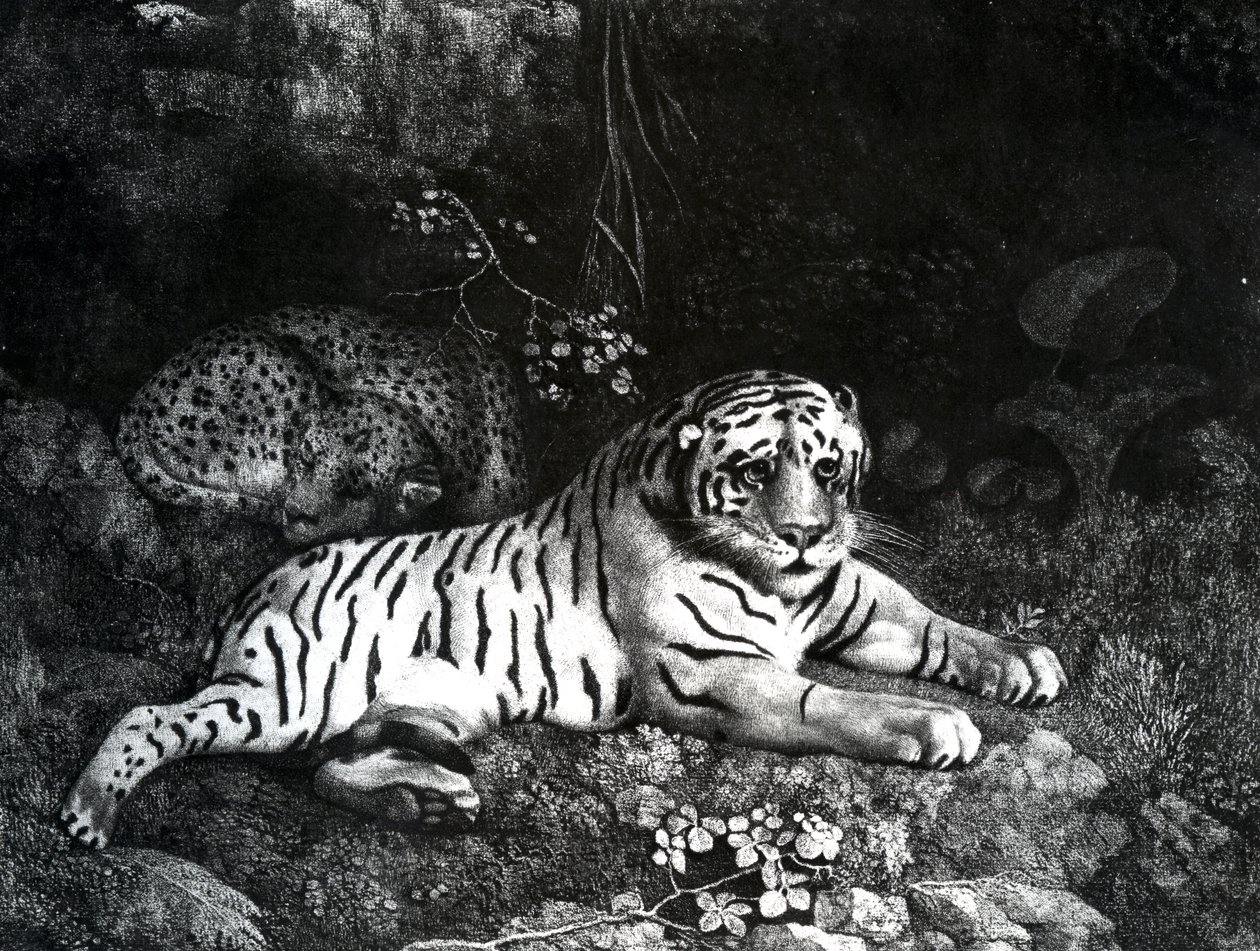Dva tygři, 1788 od George Stubbs